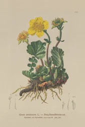 Alpesi Avens (Geum montanum)