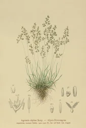 alpesi búzafű (Agrostis alpina, Aira flavescens)
