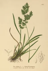 Alpesi kékfű (Poa alpina)