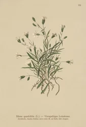 Alpesi Campion (Silene quadrifida, Ixoca quadrifida)