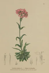 alpesi légy (Lychnis alpina, Silene suecica)