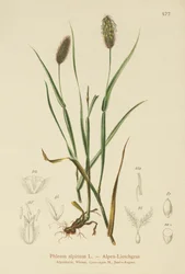 Havasi komócsin (Phleum alpinum)
