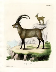 alpesi kecske (színes metszet)