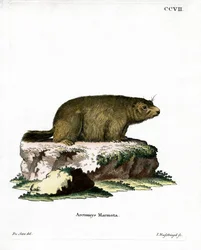 Alpesi mormota (színes metszet)