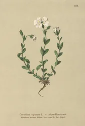 alpesi egérfül (Cerastium alpinum)