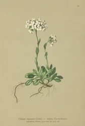 Alpesi torma (Thlaspi alpinum, Noccaea alpestris subsp. alpestris, Thlaspi minimum, Noccaea crantzii, Thlaspi kerneri, Thlaspi alpinum var. kerneri, Thlaspi alpestris)
