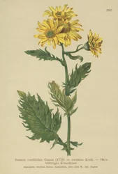 Alpesi parlagfű (Senecio cordifolius, Senecio cordifolius, Senecio alpinus, Jacobaea alpina)