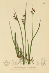 Alpesi roham (Juncus alpinus, Juncus alpinoarticulatus)