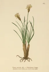 alpesi sás (Carex curvula)