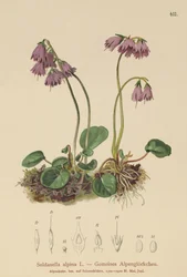 Alpesi hóharang (Soldanella alpina)