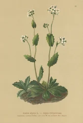 Alpesi zsázsa (Arabis alpina)