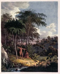 Alsophila, vízipáfrányok az Amazonasban, XXVIII. táblázat a „Plantarum Cryptogamicarum Brasiliensiumból”, Johann Baptist Von Spix és Carl Friedrich Von Martius