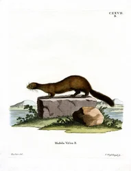 American Mink (színes metszet)