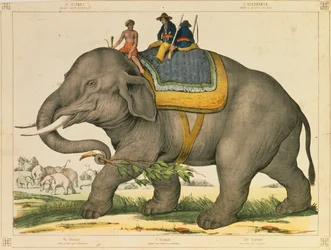 Egy elefánt vadászott a saját, képes lapjára, amelyet Joseph Scholz adott ki, Mainz, 1860 körül