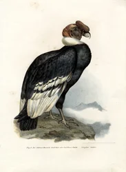 Andok Kondor, 1864