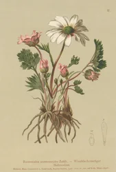 Anemone-szerű varjúláb (Ranunculus anemonoides, Callianthemum anemonoides)