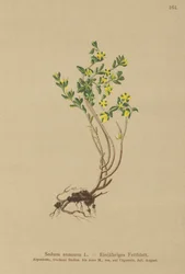 Egynyári kőtörmelék (Sedum annuum)