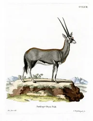 Arab Oryx (színes metszet)