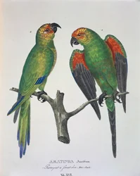 Aratinga Aurifrons (hím és nőstény), XVI. tábla a Johann Baptist von Spix és Carl Friedrich von Martius által készített „Avium Species New in Brazíliából”