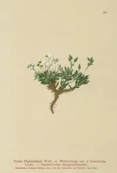 Sarkvidéki dráma (Draba Fladnitzensis, Draba altaica, Draba Wahlenbergi)