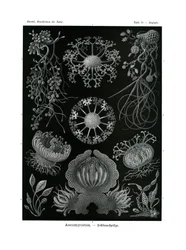 Ascomycetes, 1899-1904
