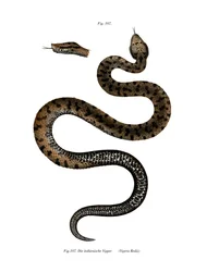 Asp Viper (színes litho)