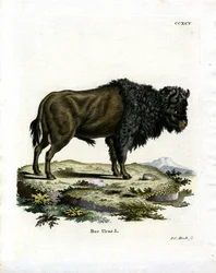 Aurochs (színes metszet)