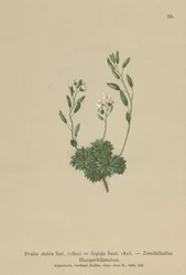 Osztrák Whitlow Grass (Draba dubia, Draba frigida)