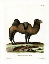 Bactrian Camel (színes metszet)