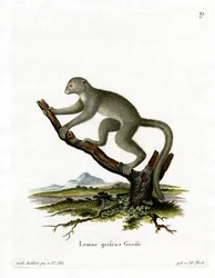 Bamboo Lemur (színes gravírozás)