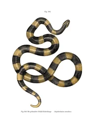 Sávos krait (színes litó)