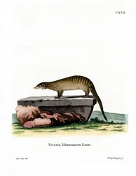 Banded Mongoose (színes gravírozás)