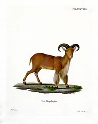 Barbary Sheep (színes metszet)