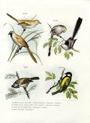 Szakállas papagáj, 1864