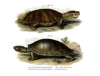 Nagyfejű Amazonas teknős (színes litó)