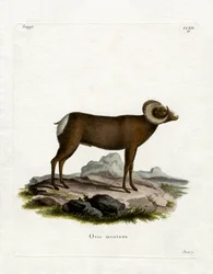 Bighorn Sheep (színes metszet)