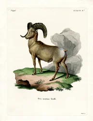 Bighorn Sheep (színes metszet)