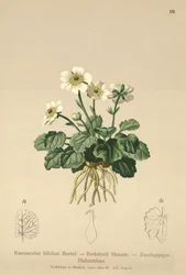 Boglárka (Ranunculus bilobus, Ranunculus Bertolonii)