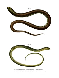 Kétlábú pallázium (színes litho)