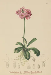 Madárszemű kankalin (Primula farinosa)