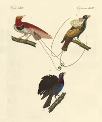Paradicsomi madarak