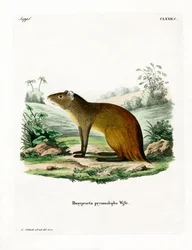Fekete dudorú Agouti (színes metszet)