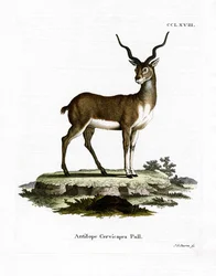 Feketebak-antilope
