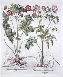 Bloody Cranesbill és Bigroot Cranesbill, Hortus Eystettensis, Basil Besler (1561-1629), pub. 1613 (kézzel színezett metszet)