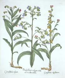 Kék alkanét és kétféle kopónyelv, a Hortus Eystettensistől, Basil Besler (1561-1629), pub. 1613 (kézzel színezett metszet)