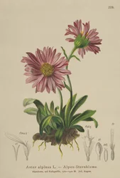 Kék alpesi százszorszép (Aster alpinus)