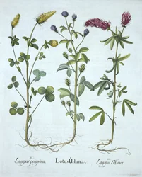 Blue Troginella, Yellow Clover, Red Wood Clover, Hortus Eystettensis, Basil Besler (1561-1629) pub. 1613 (kézzel színezett metszet)
