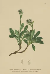 Kék zsázsa (Arabis caerulea, Arabis coerulea)
