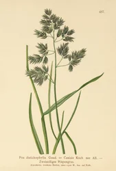 Kékfű (Poa distichophylla, Poa Cenisia, Poa contracta, Poa fontqueri, Poa oreophila, Poa psychrophila)