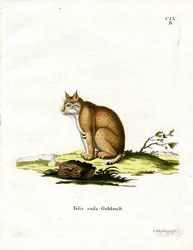 Bobcat (színes metszet)